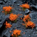 Gamers Grass: Orange Flowers (Wild)